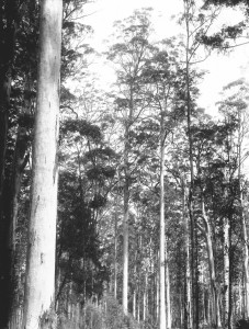 Timber forests 8                                  